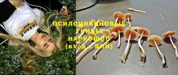 прущие грибы Новый Уренгой