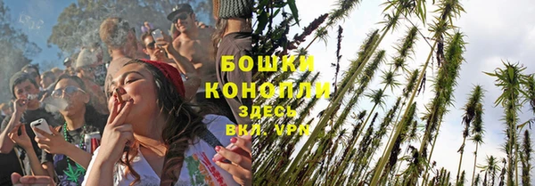 прущие грибы Новый Уренгой